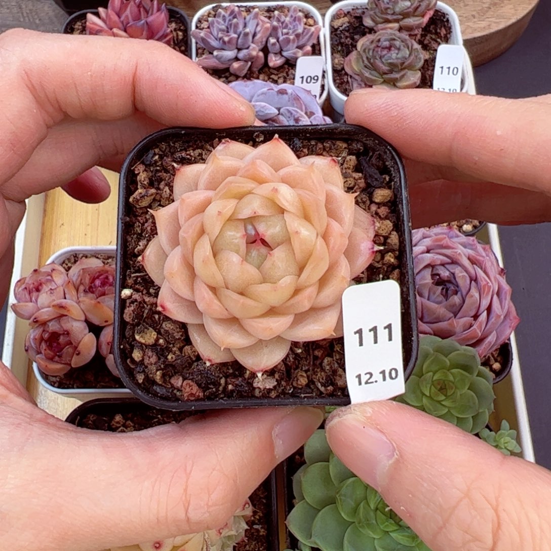 好好看111、哈哈哈哈