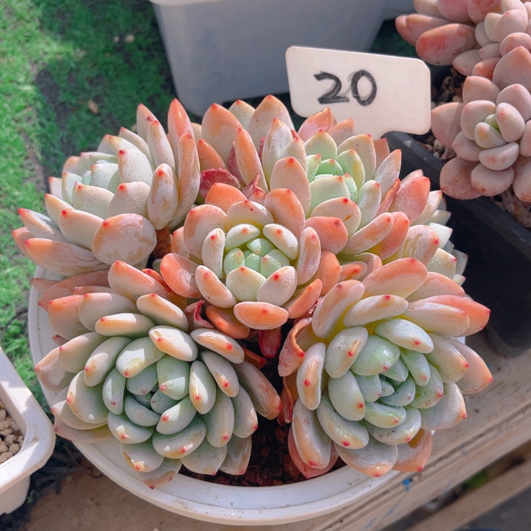 香****娜20fghjjjjjjjjjj