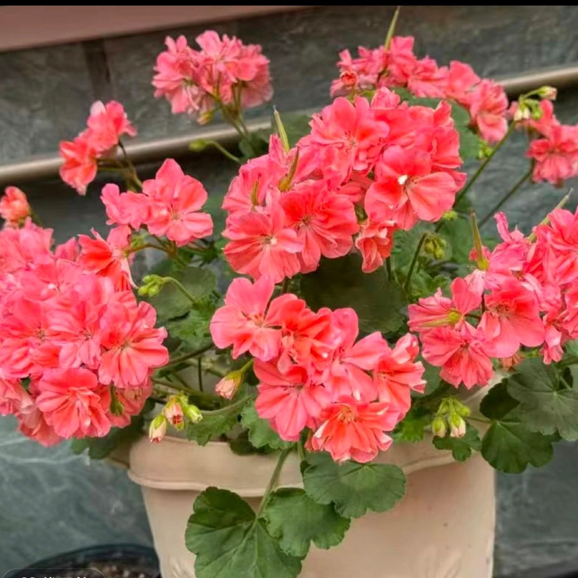 【米娜瀑布】重瓣天竺葵盆栽花苗大花四季开花室内阳台好养花卉