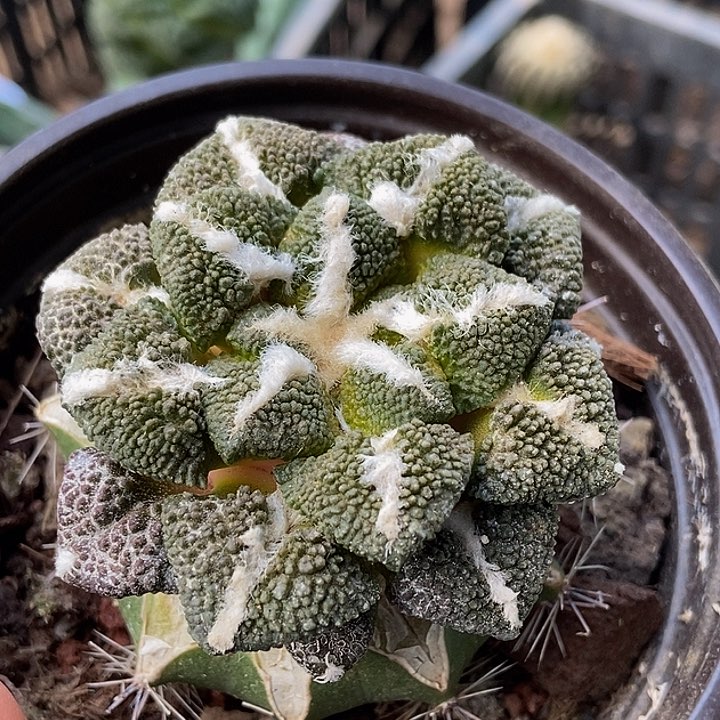 无花朵福利苗接颗粒大尤黑牡丹565