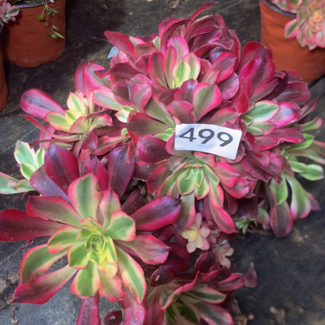 499美杜沙多肉植物