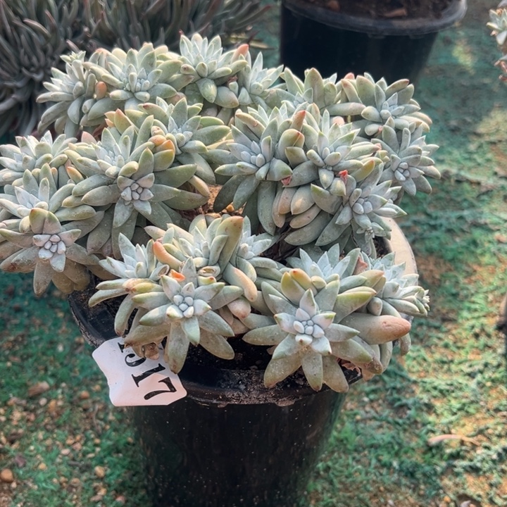 517号白拇多肉植物老庄