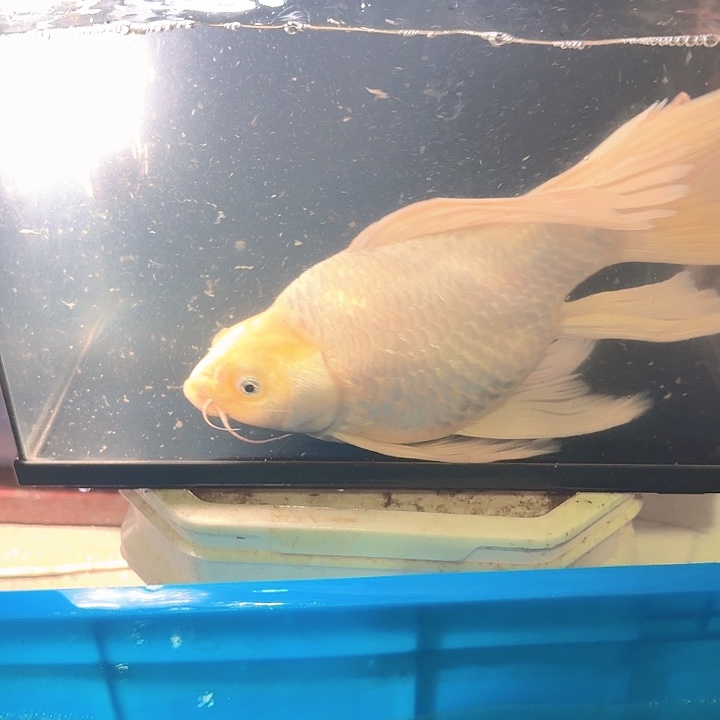 海水鱼蝴蝶鲤包邮70