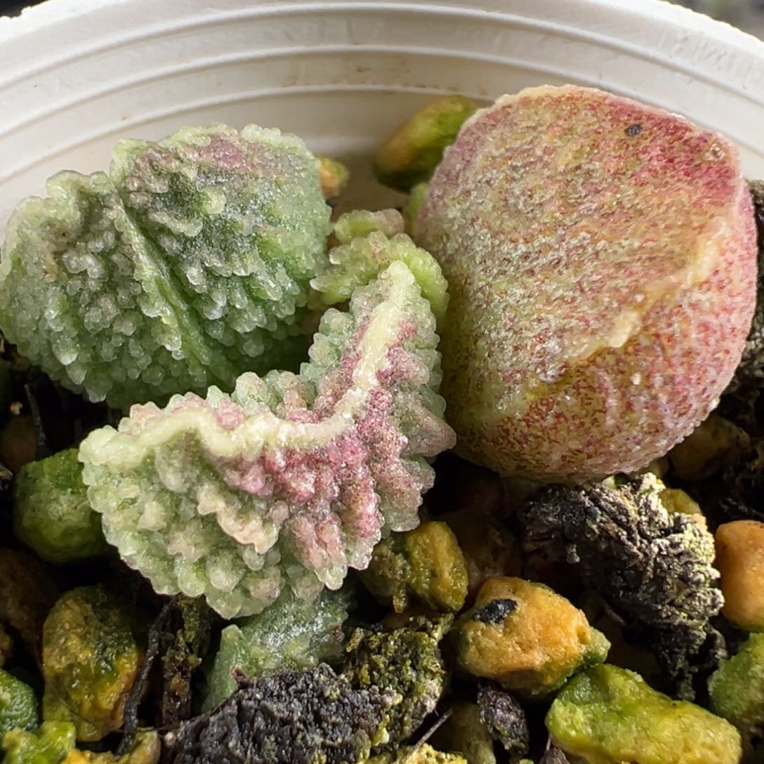 腰子型竖条纹实生新品大苗