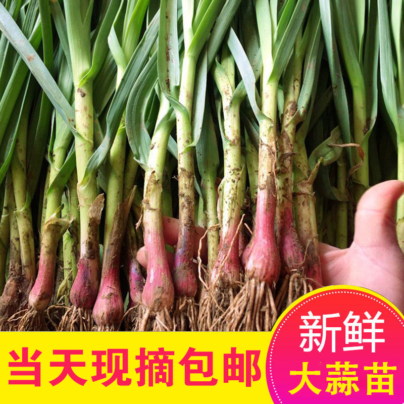 现采新鲜现扒红根大蒜苗蒜香味十足绿色蔬菜湖北特产