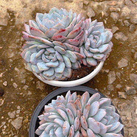 精品多肉大梦露两