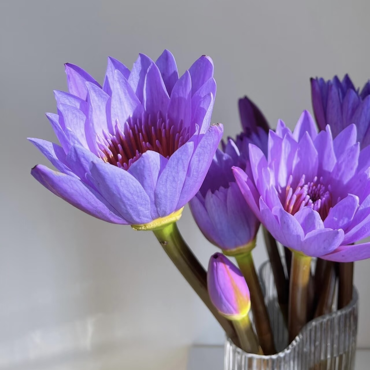 紫色睡莲鲜花新鲜现摘