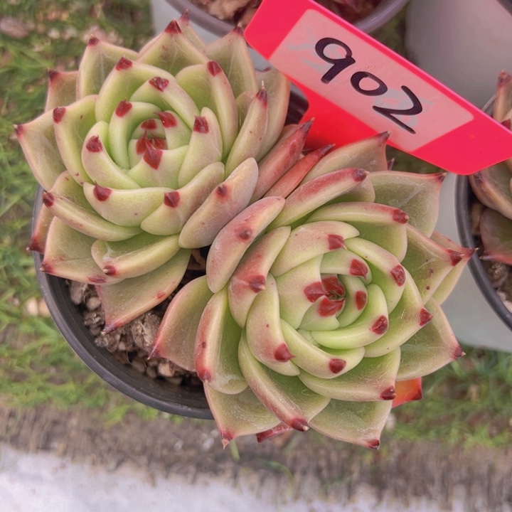 健健康康平平安安