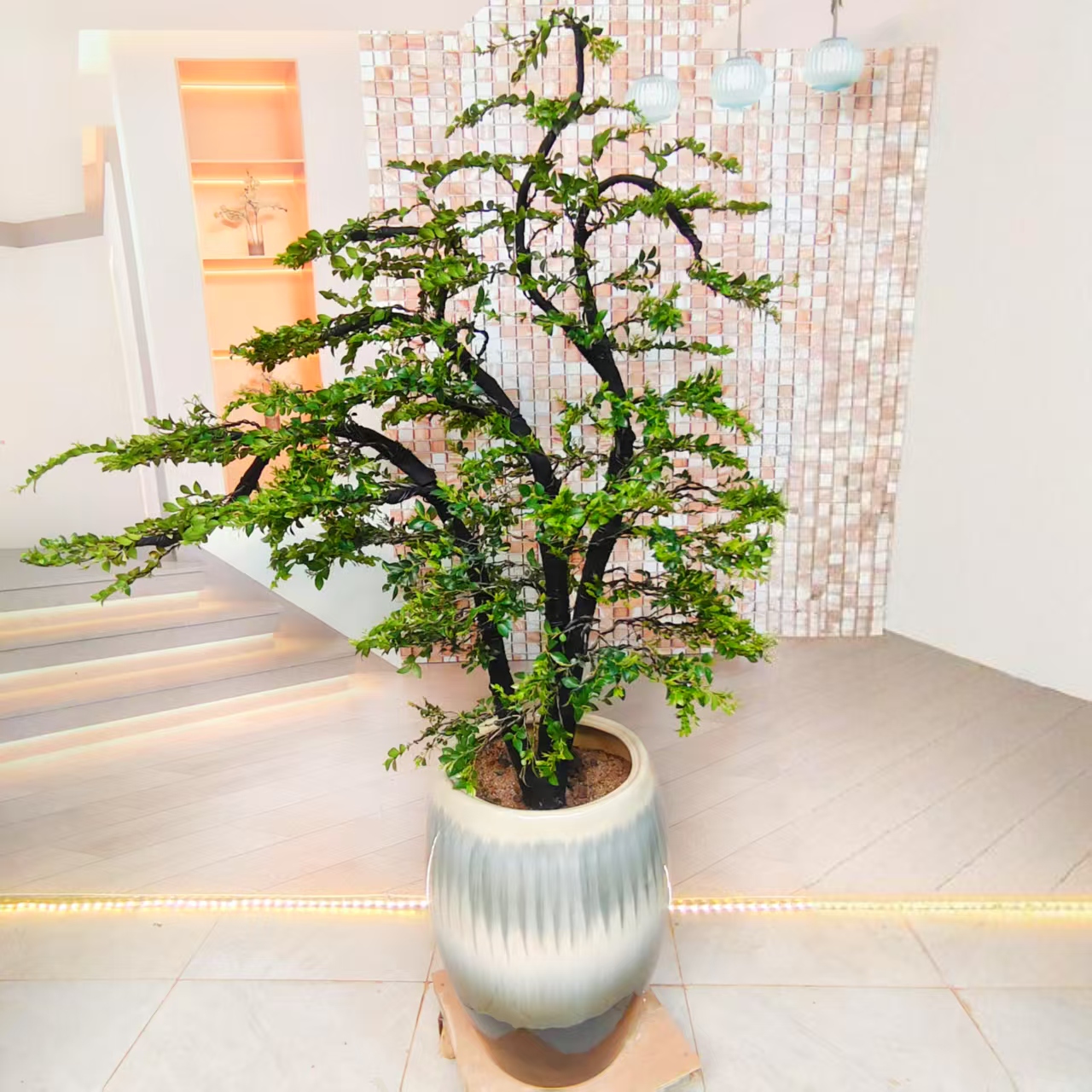 小叶紫檀黑骨茶精品盆景高档室内外绿植四季常青常绿植