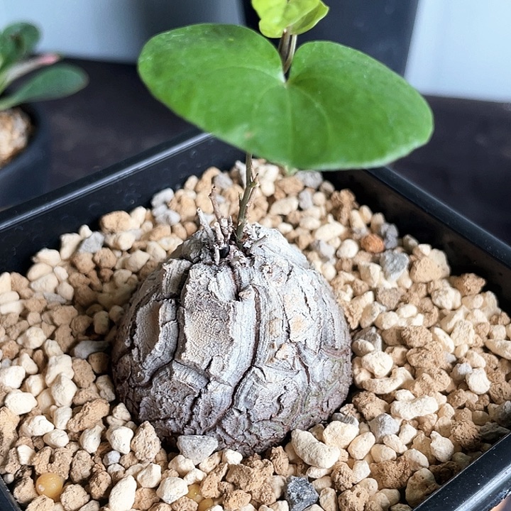 福利 优选白皮深纹龟666666666