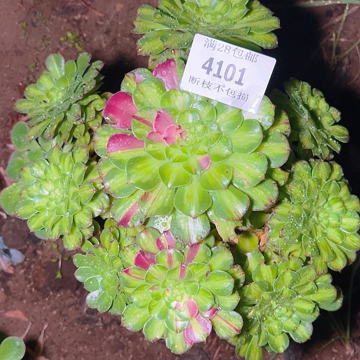 4101嫁接知否多肉植物