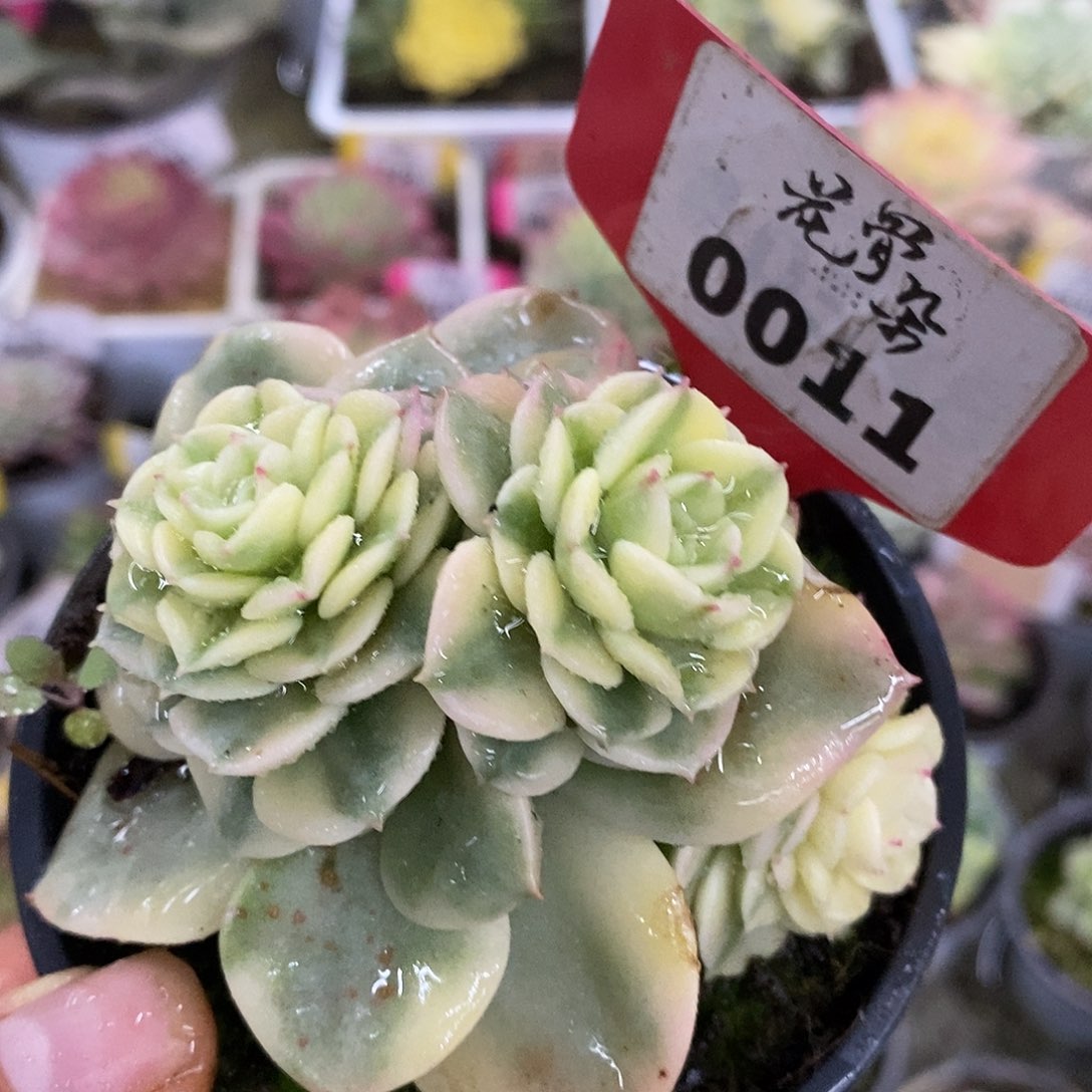 011牡丹哈哈哈哈公里