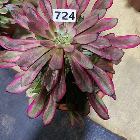 糖果粉带724带土球发货