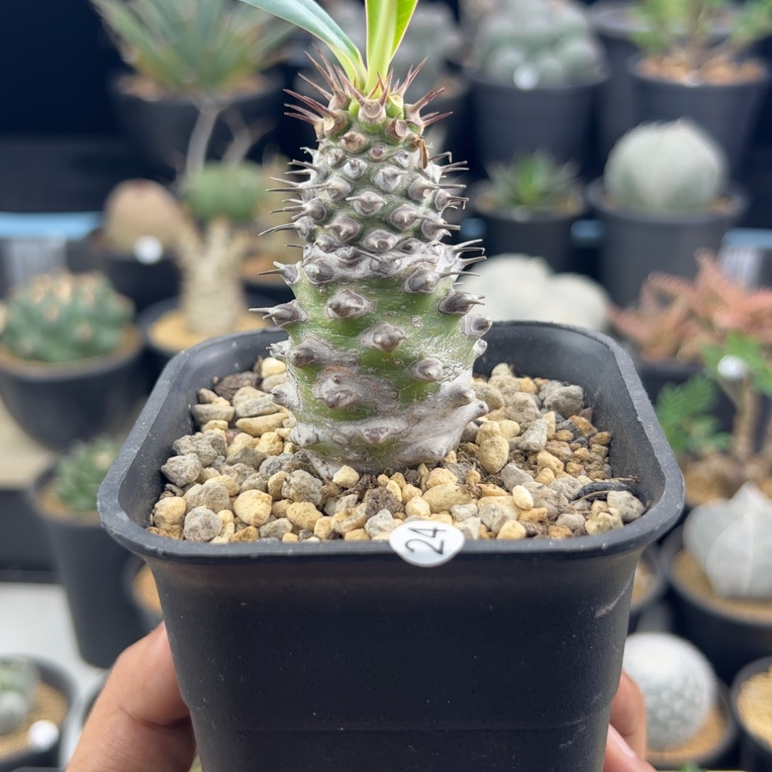 瓶干麒麟大戟一物一拍