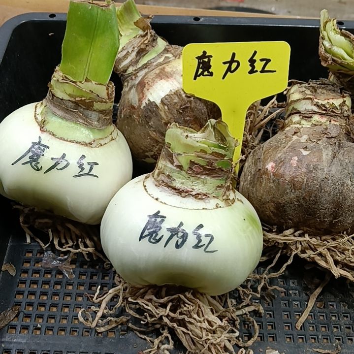 无花朵魔力红7-8发一个