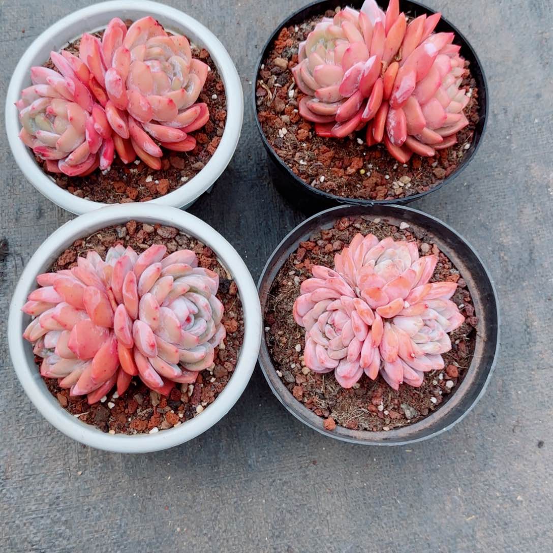 小**?精品橙子一物一拍