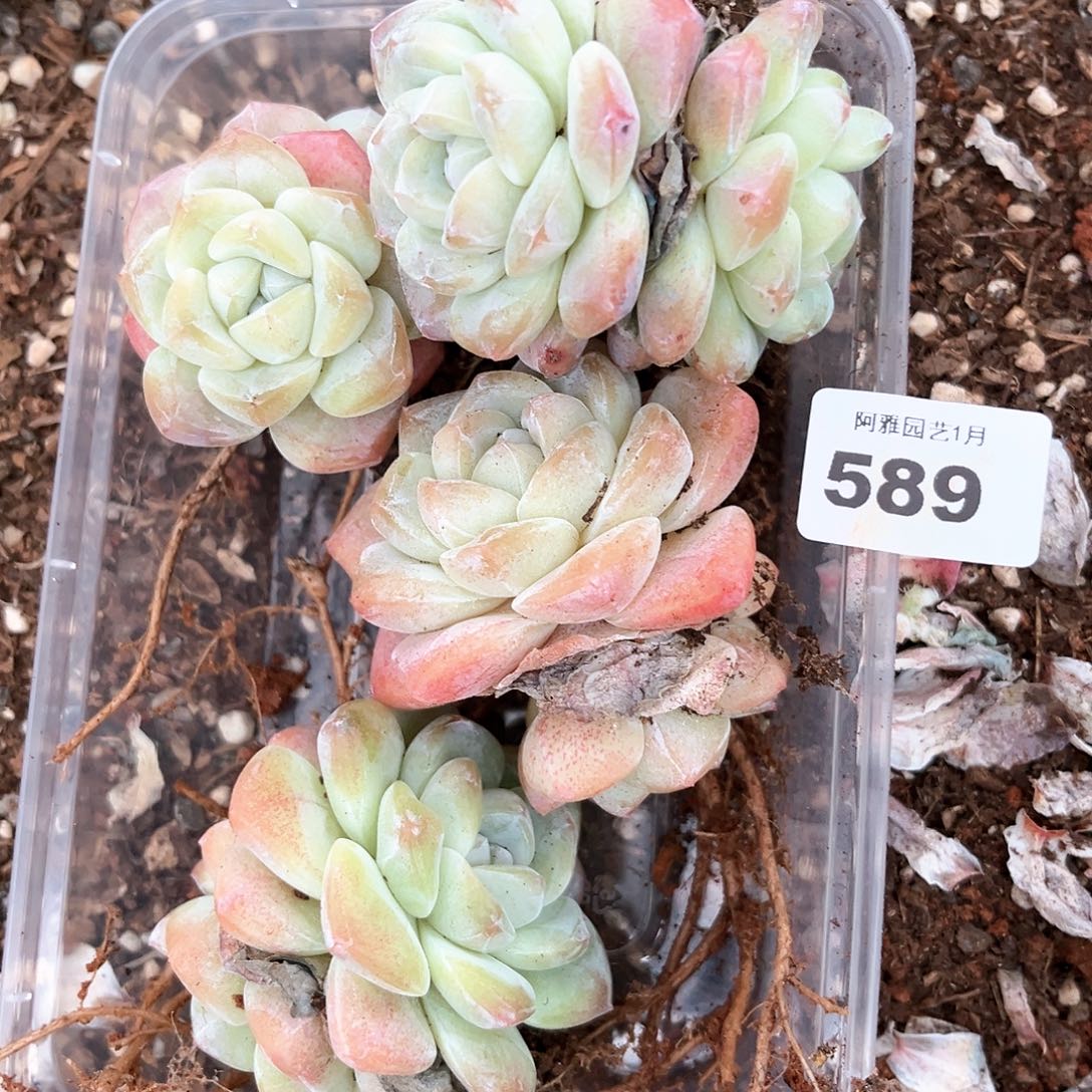 阿雅园艺。        带桩589