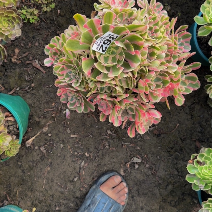 初恋花25-9包邮花花