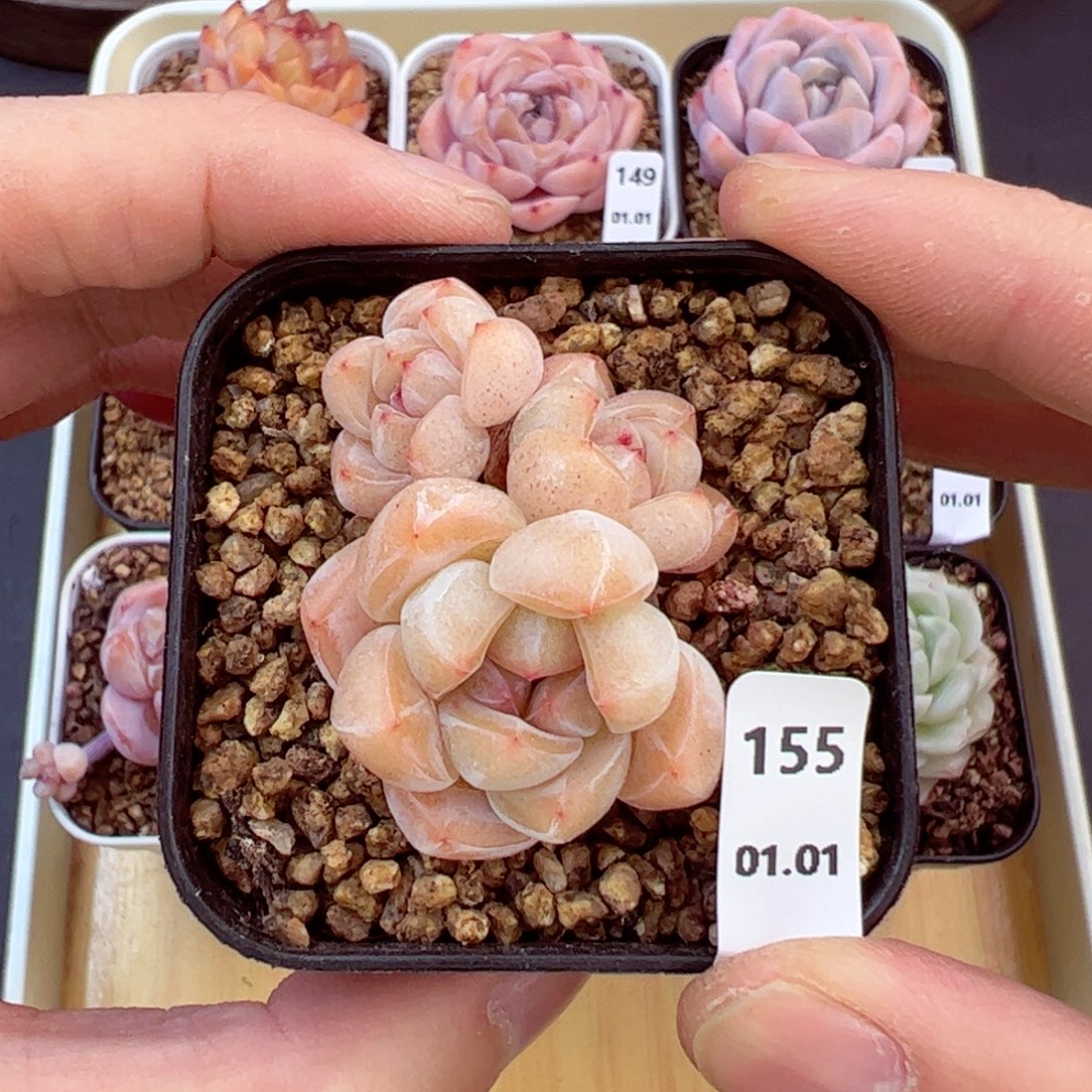 好好看155、哈哈哈哈