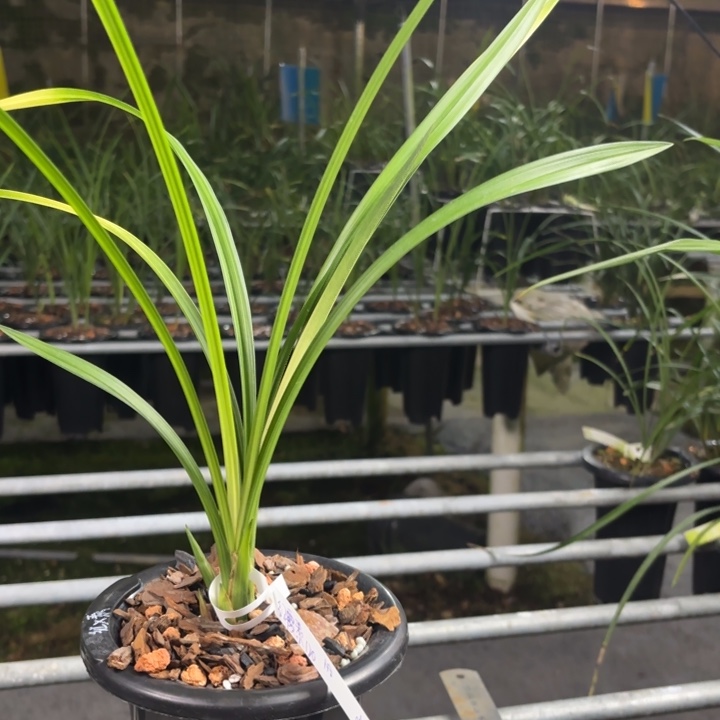 完全开放春剑红霞素子母苗