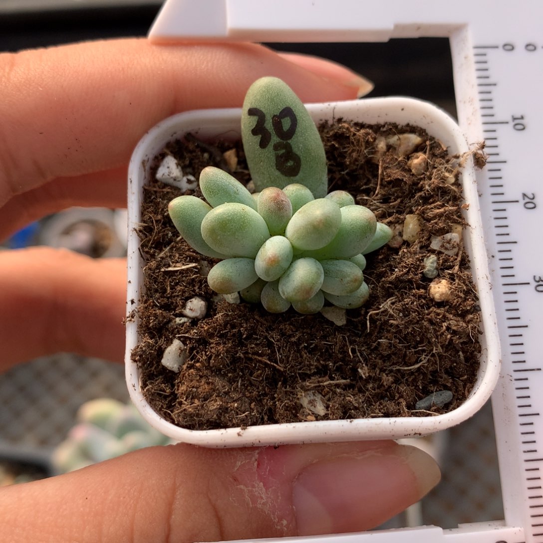 带板子苹果奶多肉