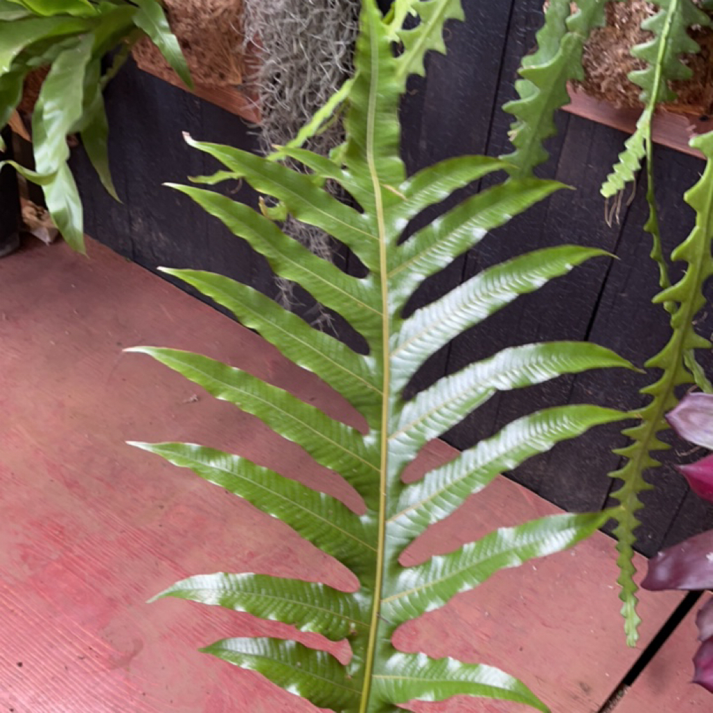 室内好养的简约王冠蕨小众格调懒人植物