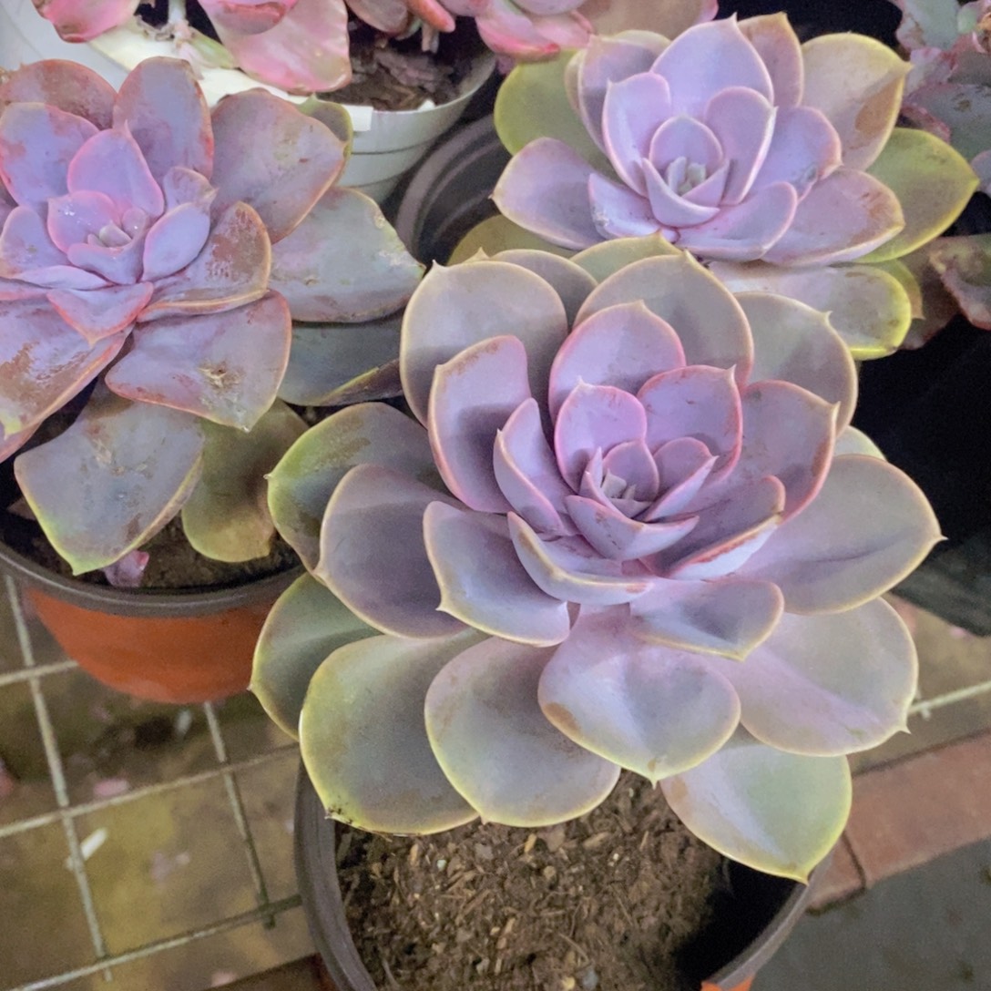 紫珍珠大单头三盆