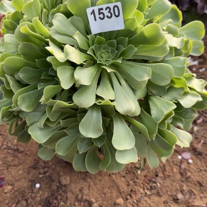 1530 清棚处理不包断枝