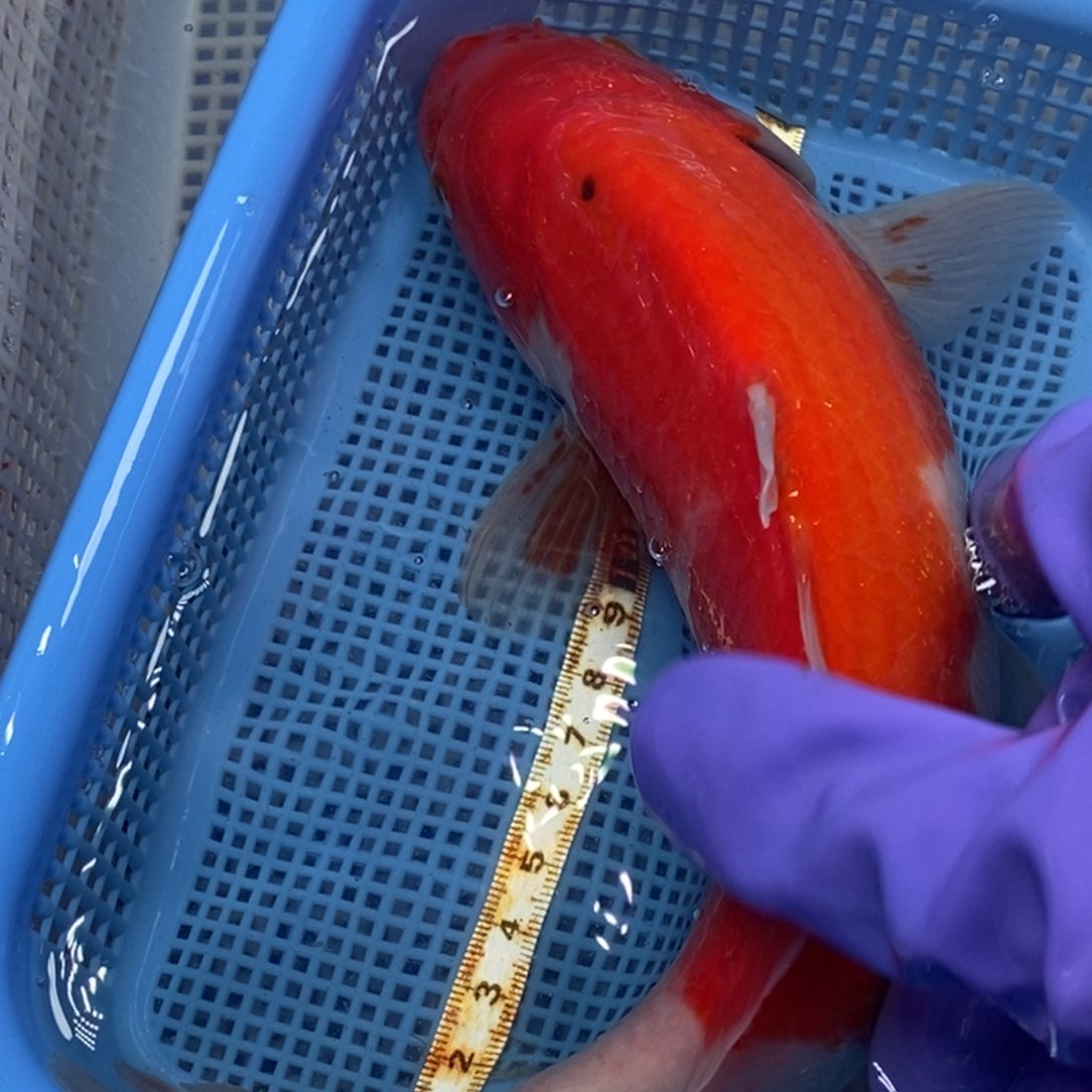 锦鲤冷水锦鲤包邮