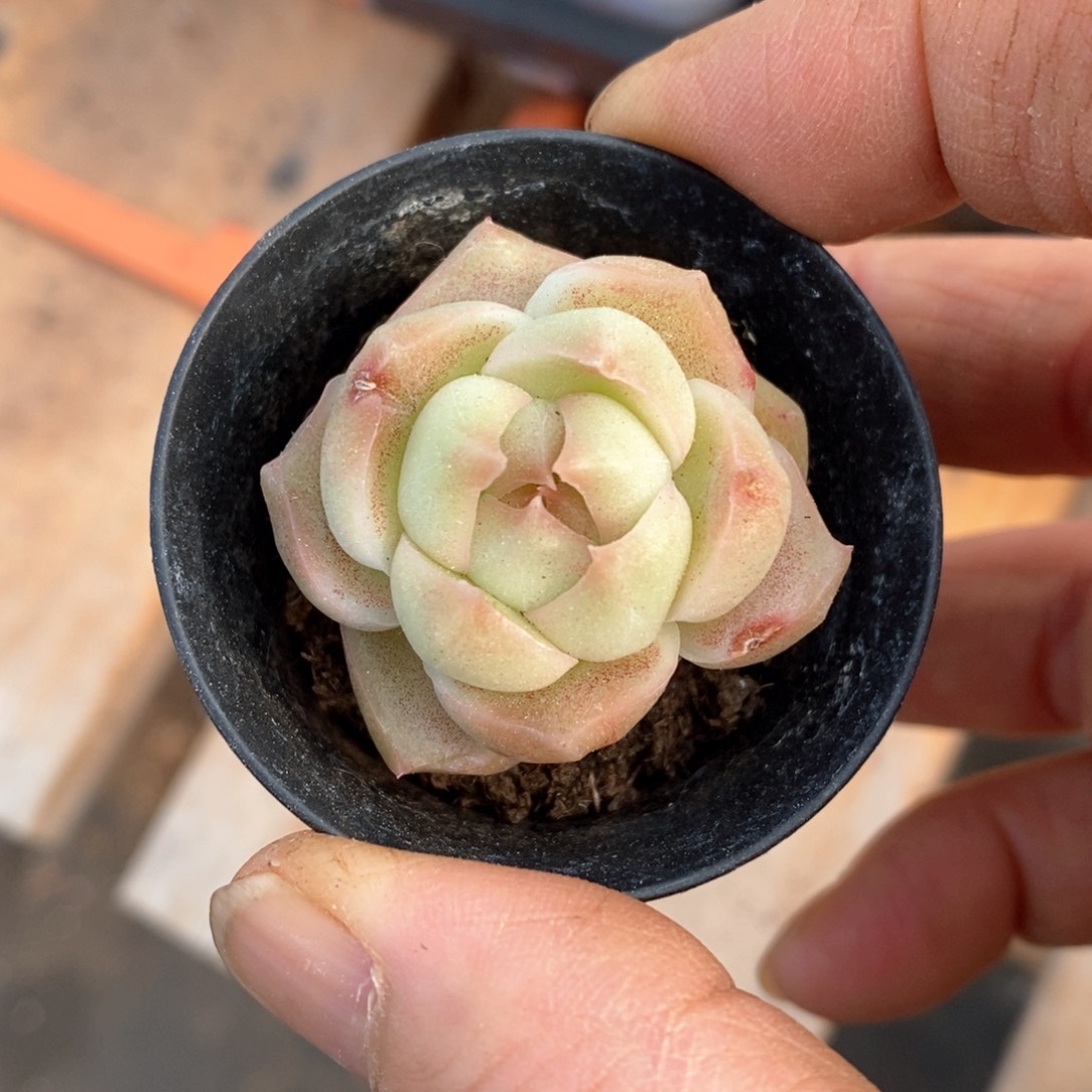 精品多肉一物一拍不包整75