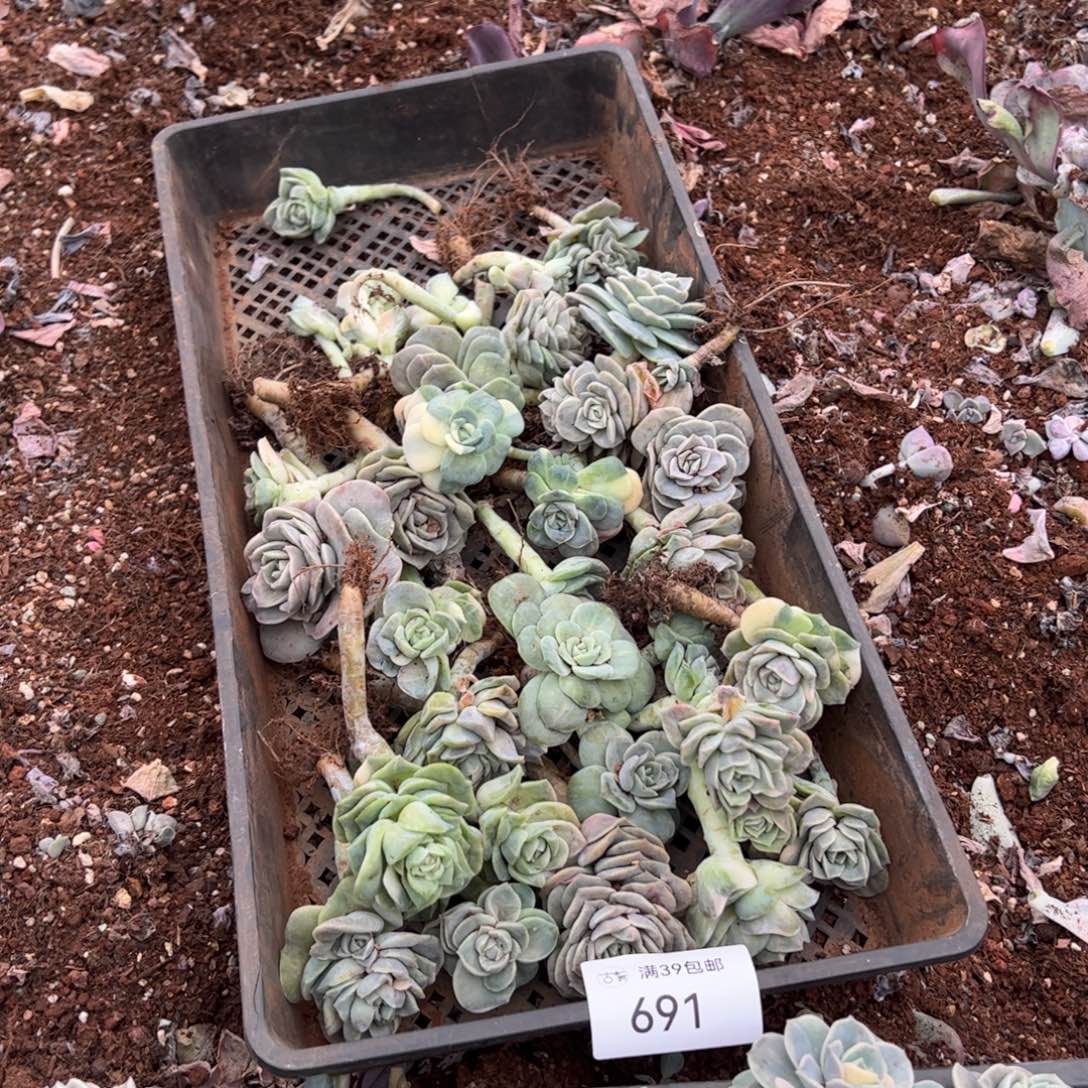 阳***丽691可爱玫瑰锦老桩多肉