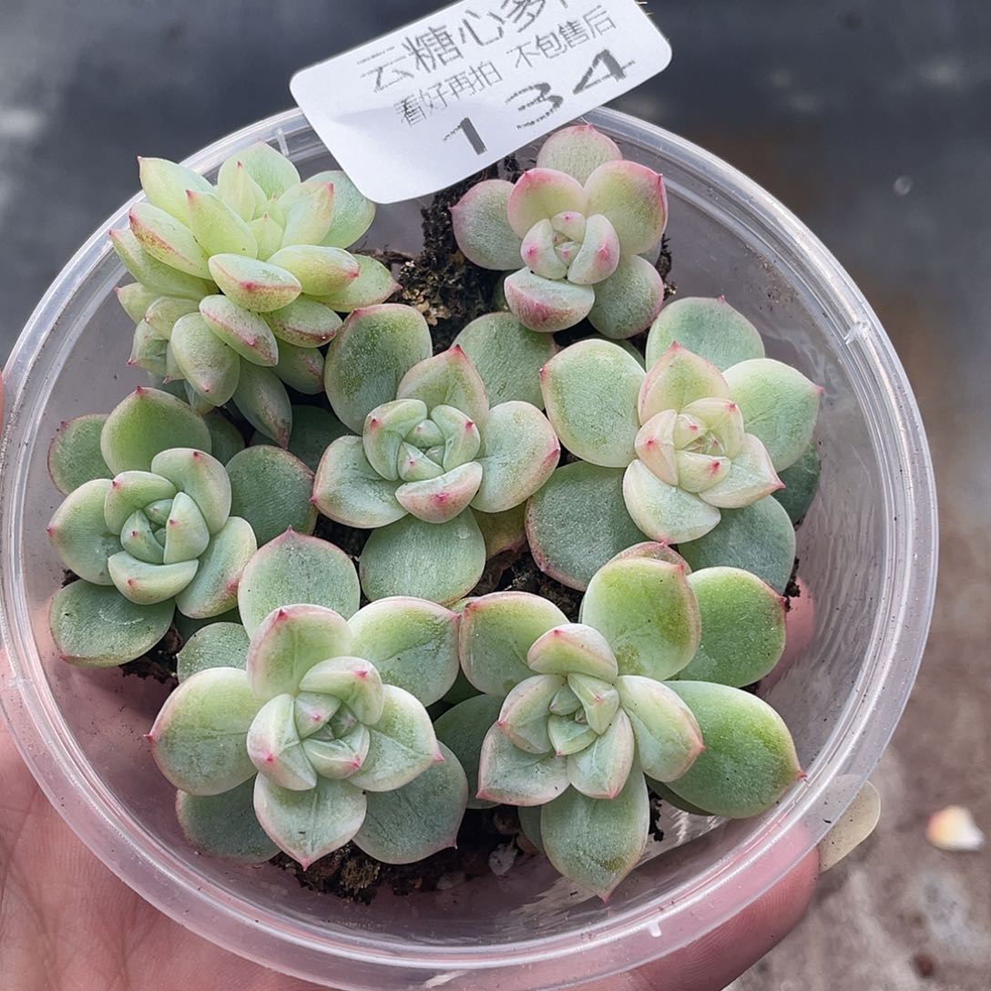 云糖心多肉植物134