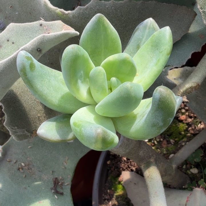 一颗紫丽殿锦 拉丝锦