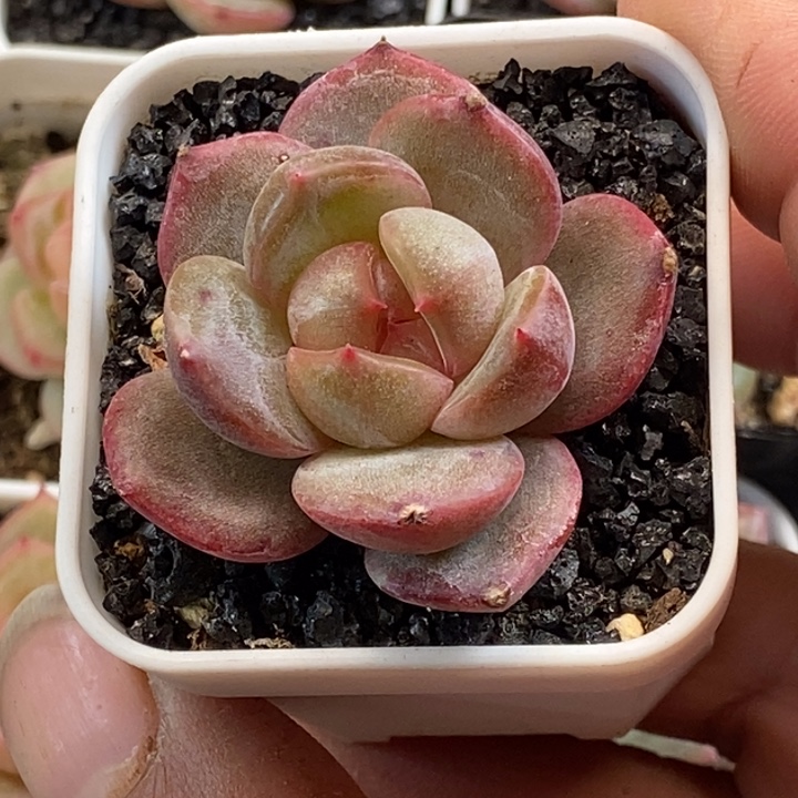 天官赐福百无禁忌