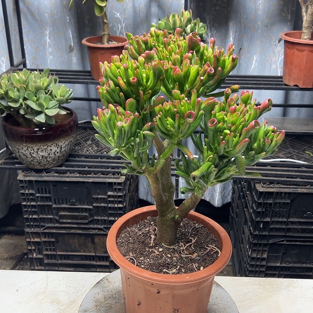 4年摇钱树带土球发货