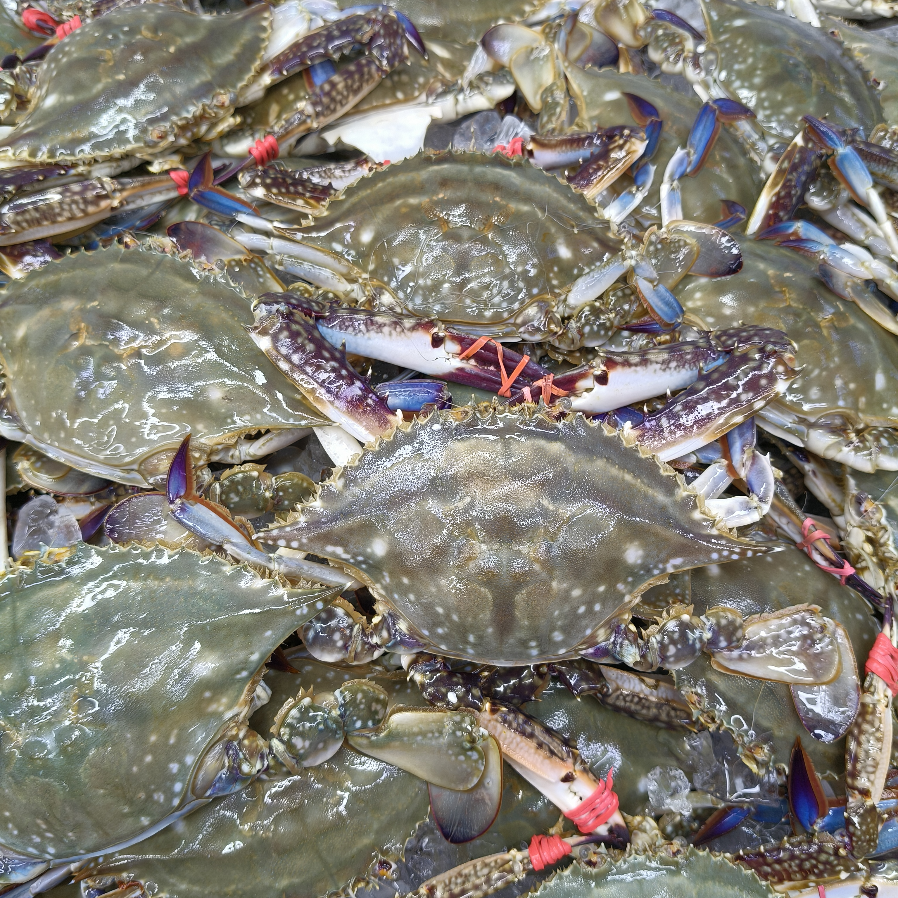 尖母蟹＋虾爬4斤起仅限沈阳市内单只1-2两左右【保鲜不保活】【到货2小时内售后】