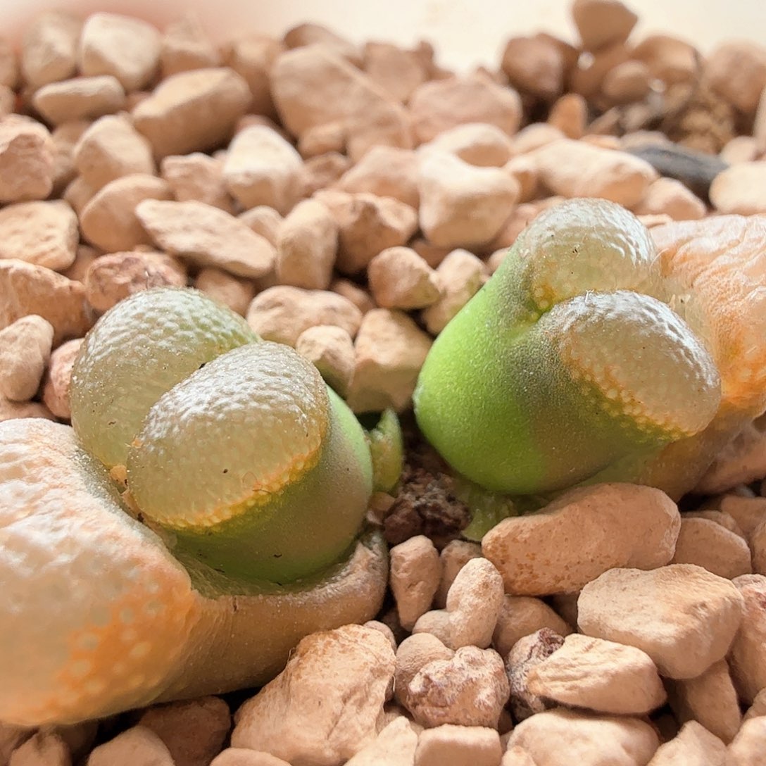 2.10.22/鱼子酱风铃新头/多肉