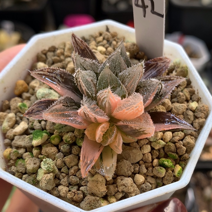 冰沙糖寿锦带盆土发货