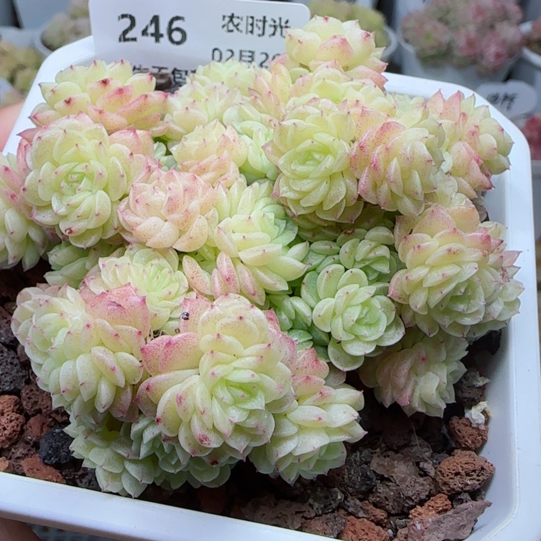 【闪购商品】0226-246麦杆（ice专拍）