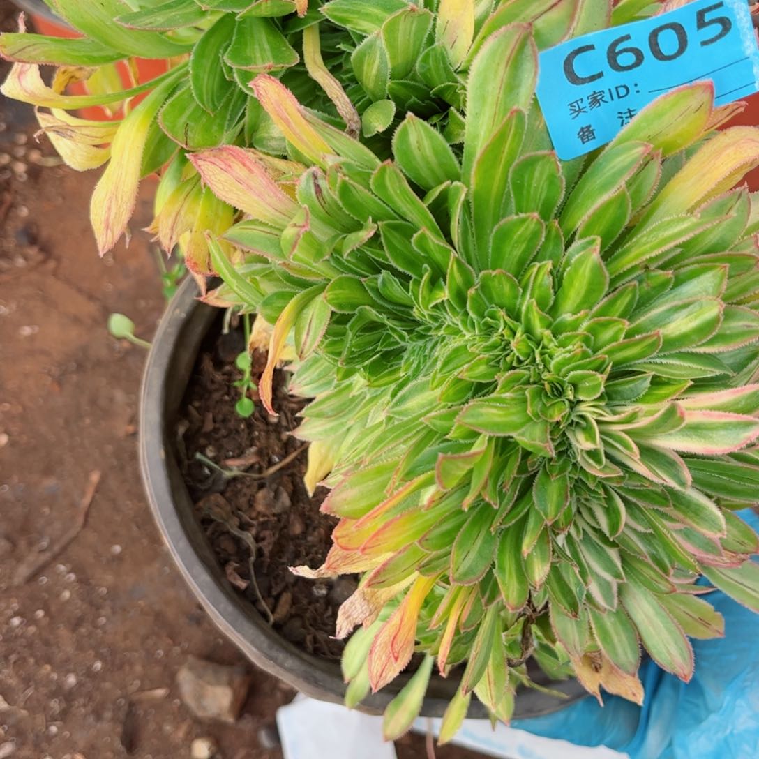 多肉植物605碧螺春