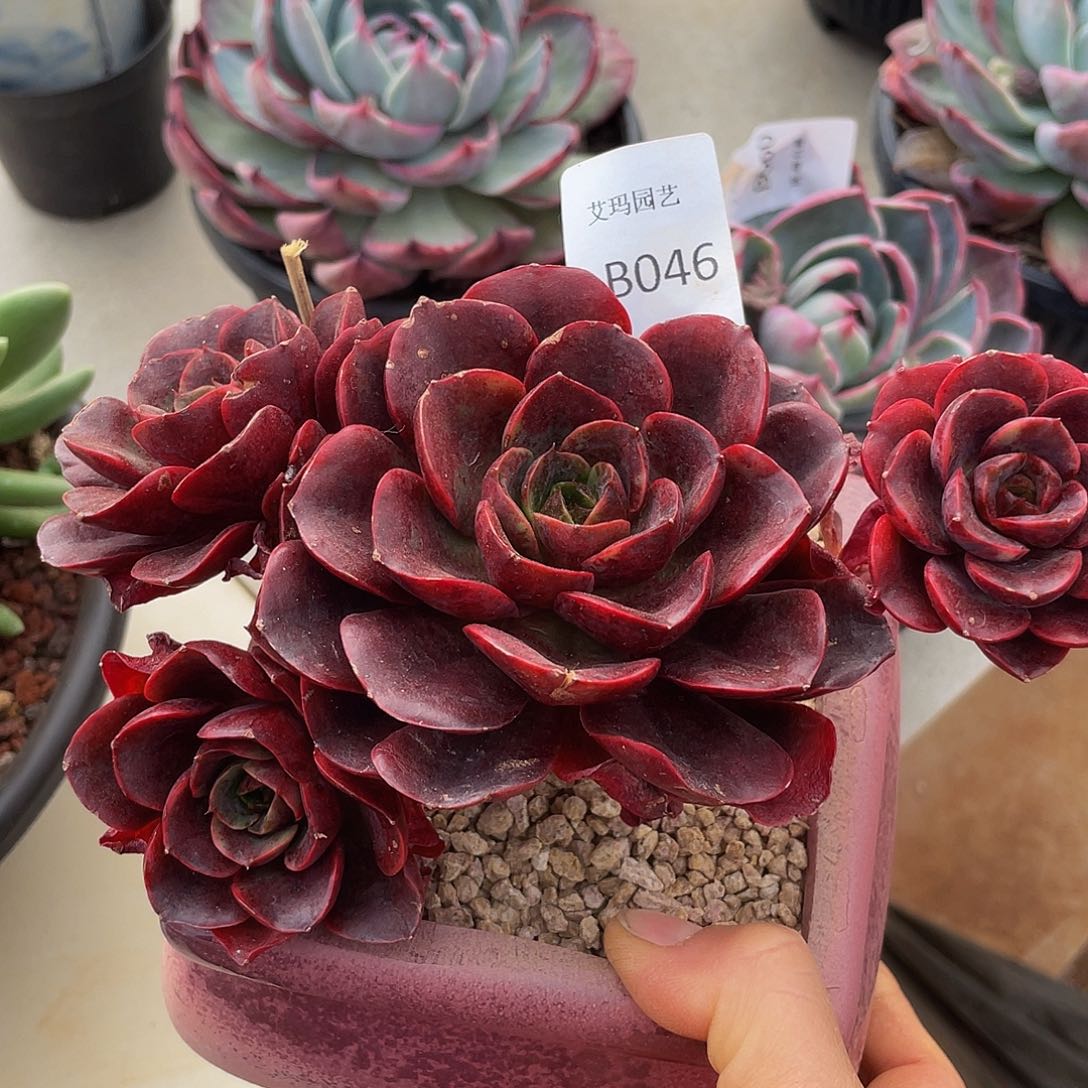 克劳斯046 多肉多肉多肉