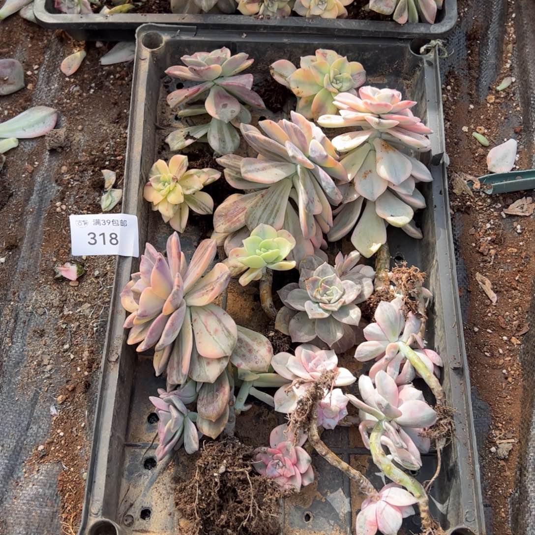 318紫乐锦老桩多肉植物