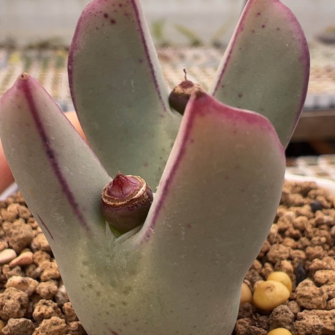 红小秀多肉植物百科4