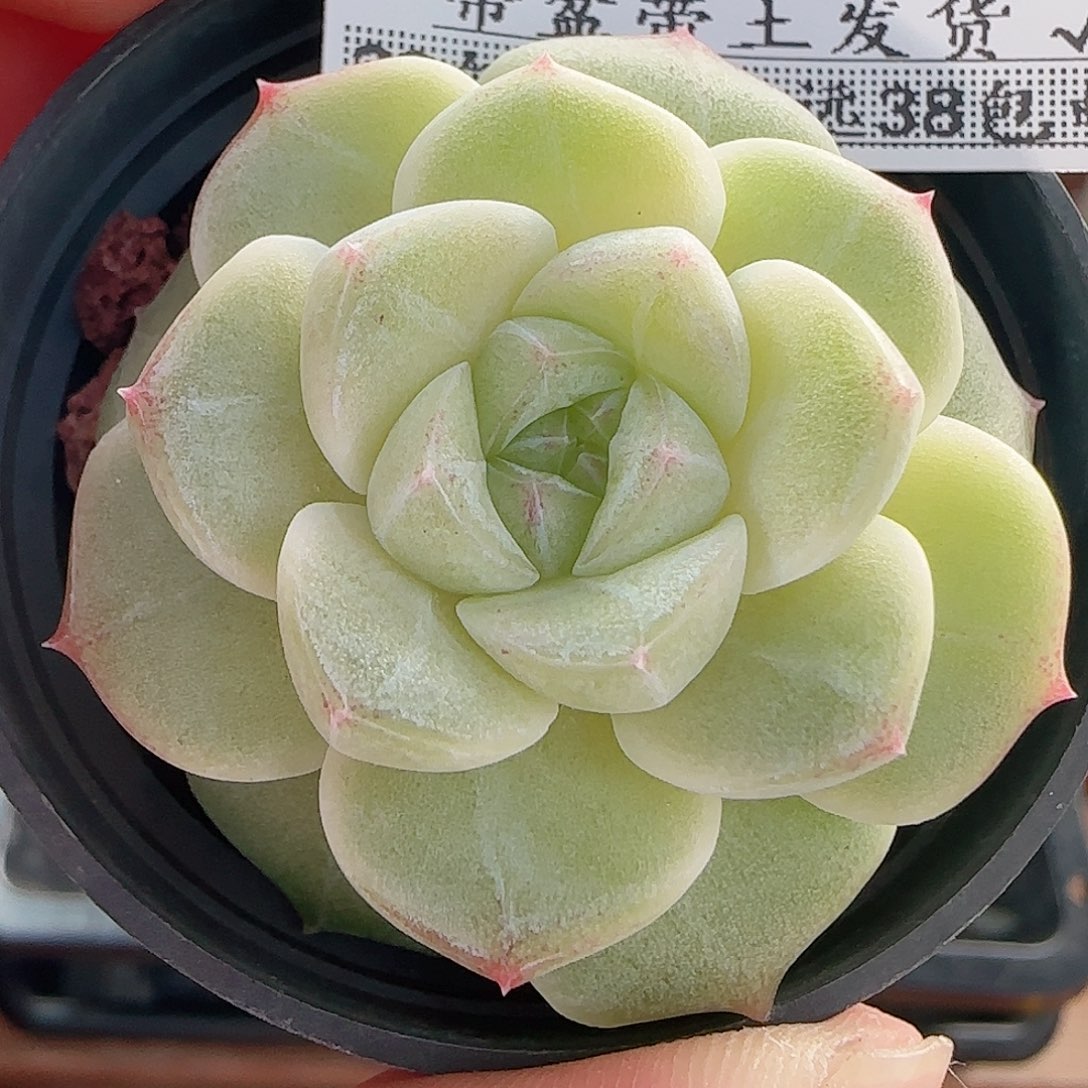 1107----90白桃汽水