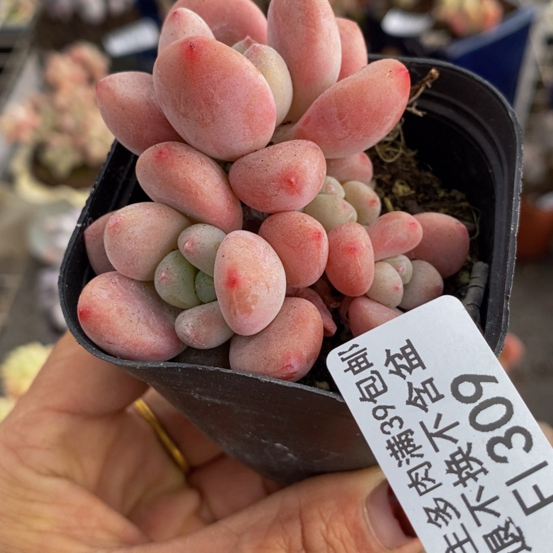 樱花洛神309/5v m