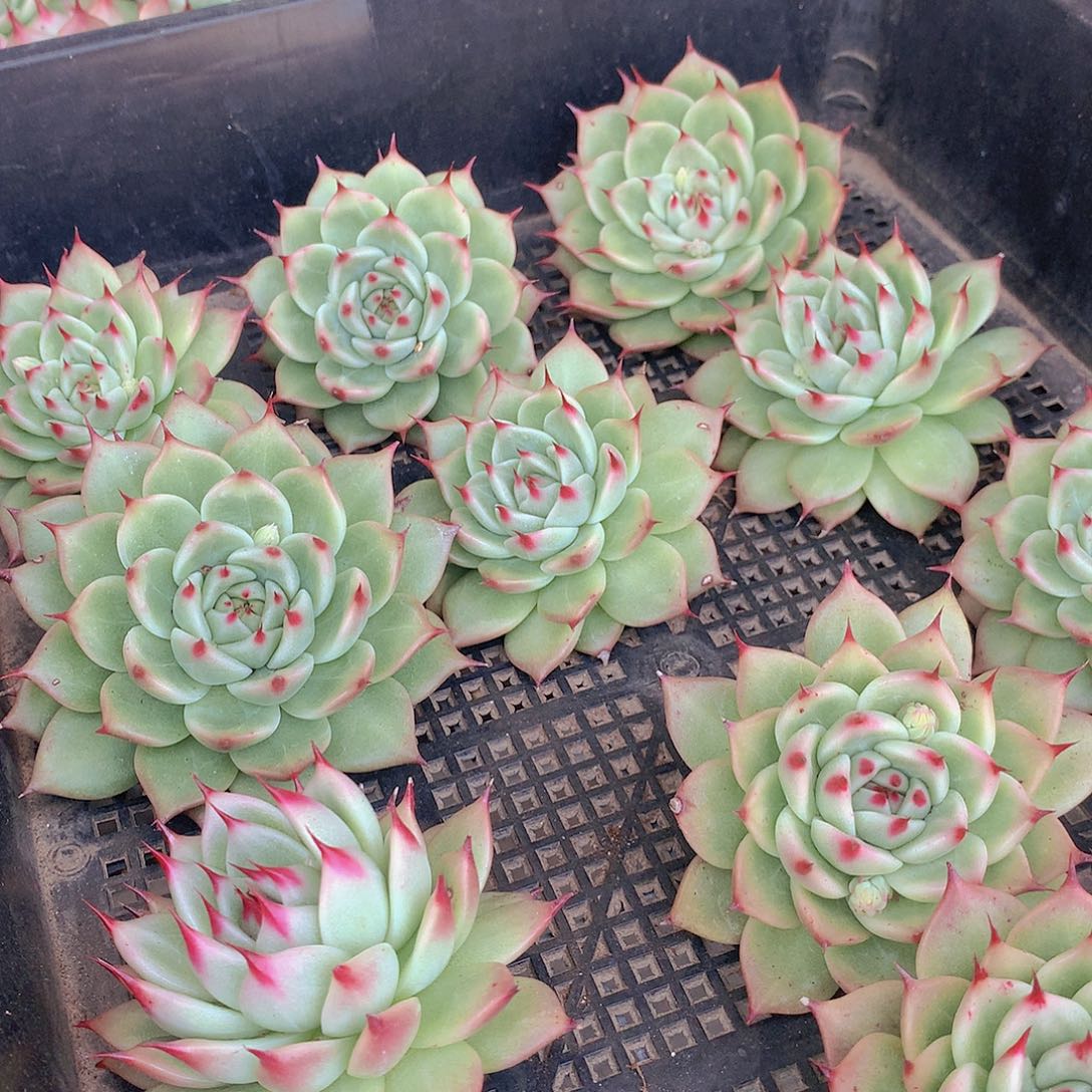 托斯卡内力45677899999