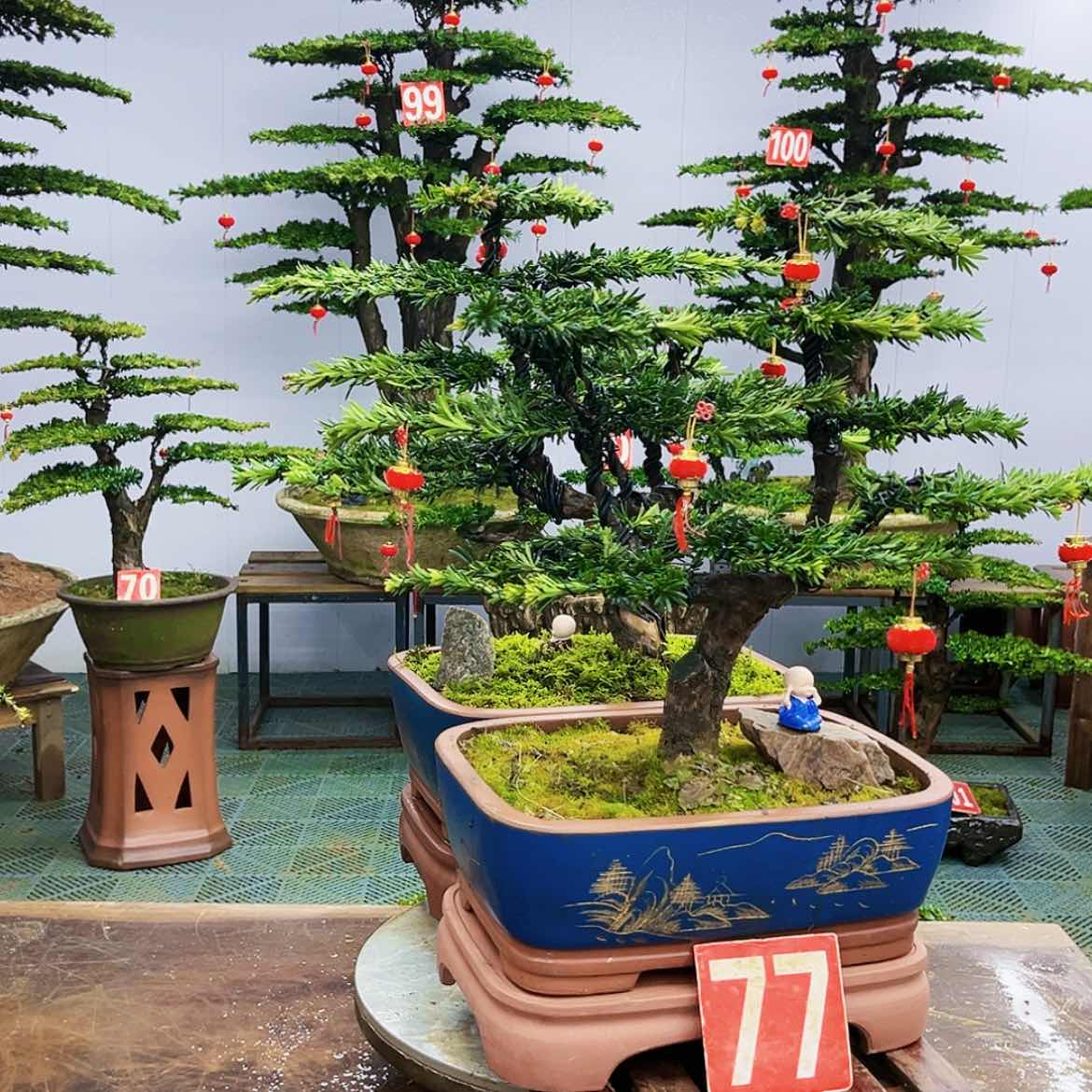 【闪购商品】罗汉松盆景艺术展等