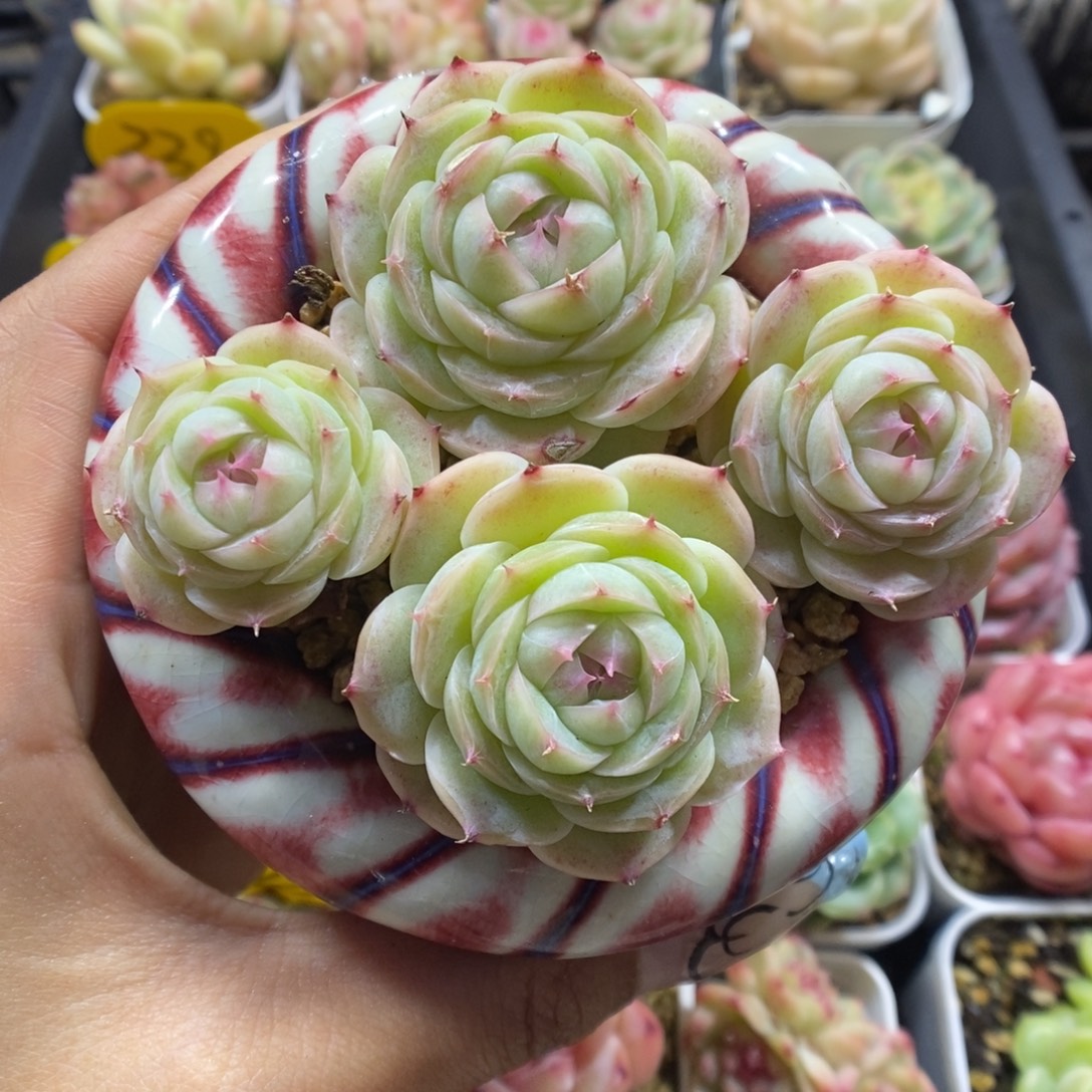 白芷珍妮群生331号