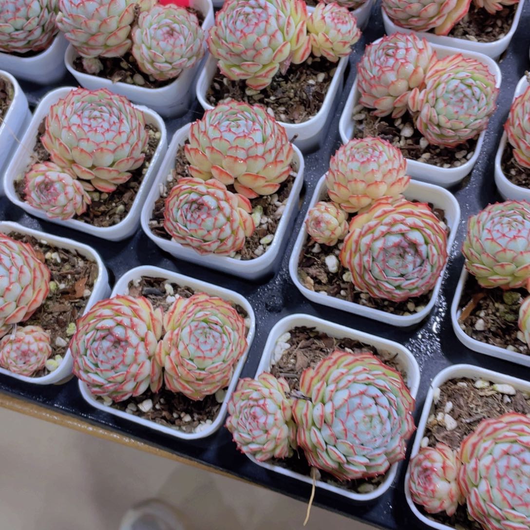 1147号 全状态小红船精品两颗