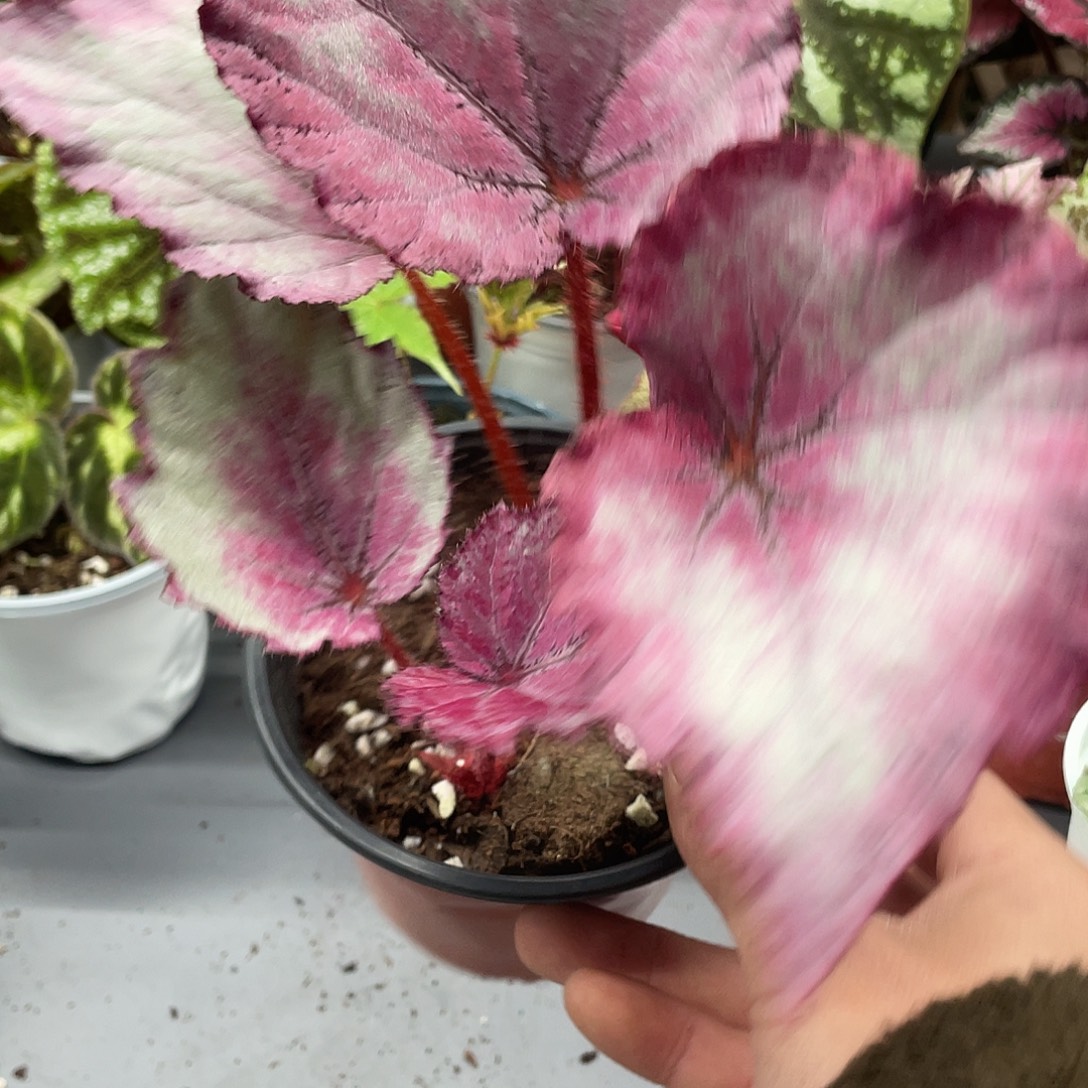 完全开放杂菜秋海棠